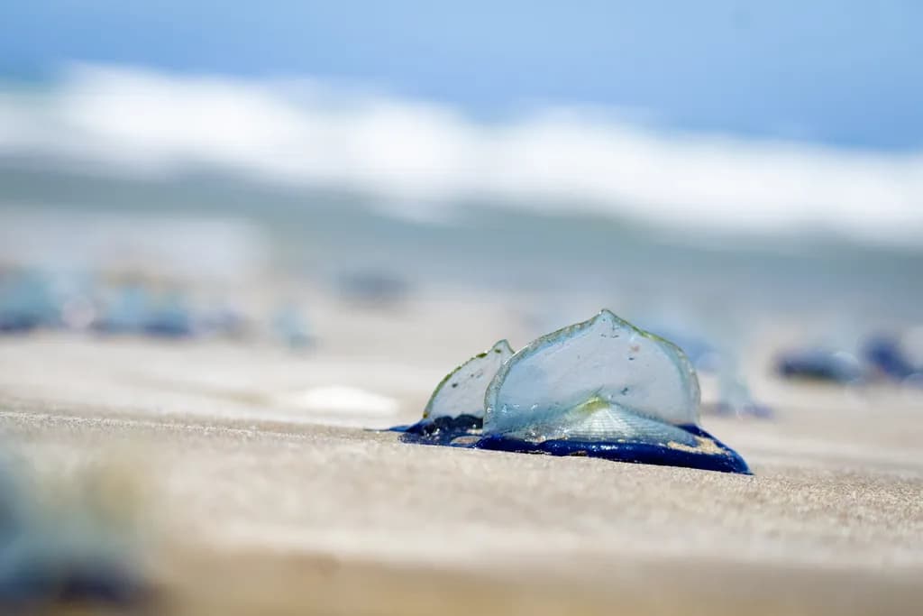 Glass Jellywash