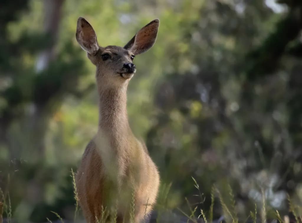 Watchful Forest Deer