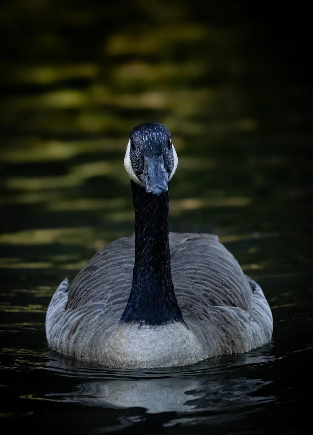 Silent Glide