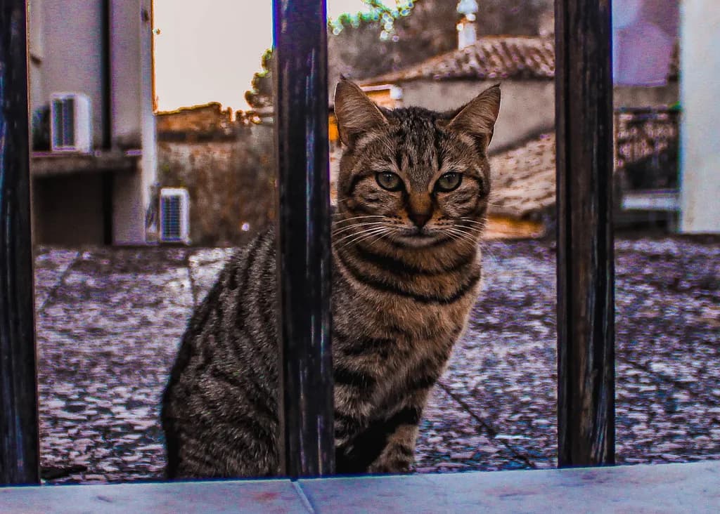 Ironbound Gaze