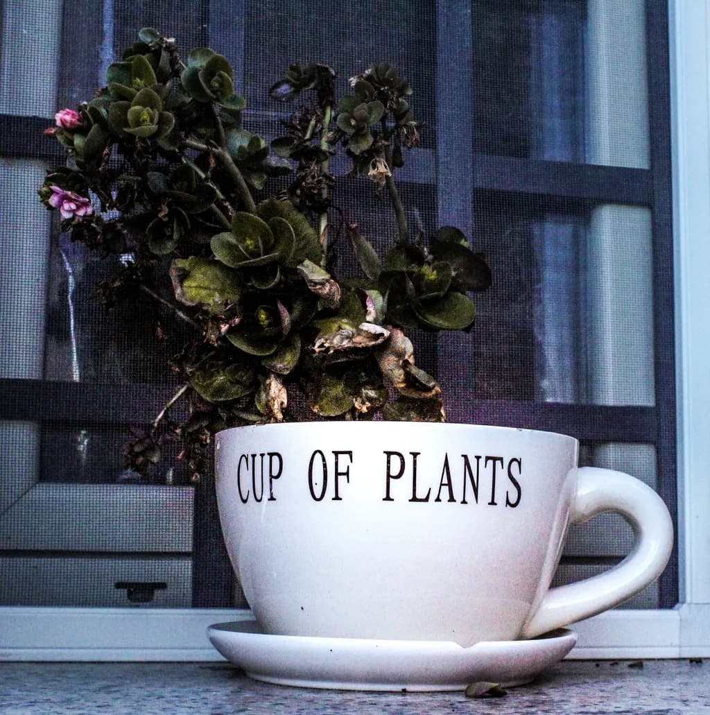 Cup of Plants Planter