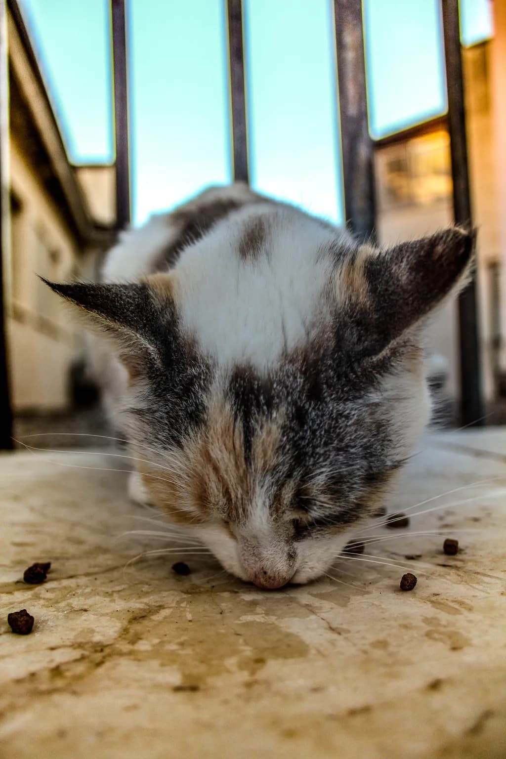 Resting Whiskers