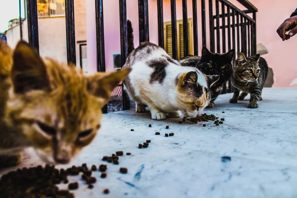 Gathering for a Meal
