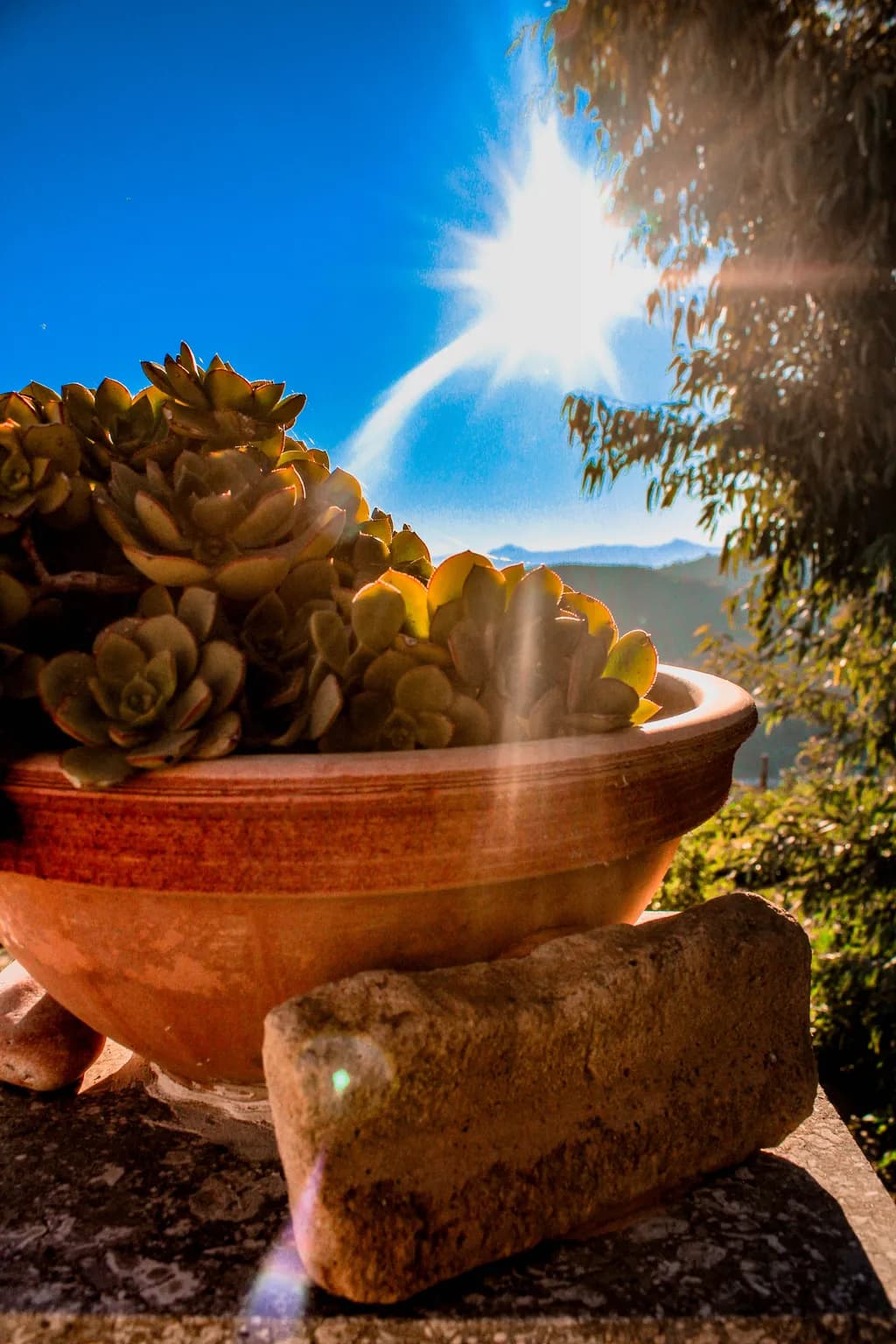 Sunlit Succulents
