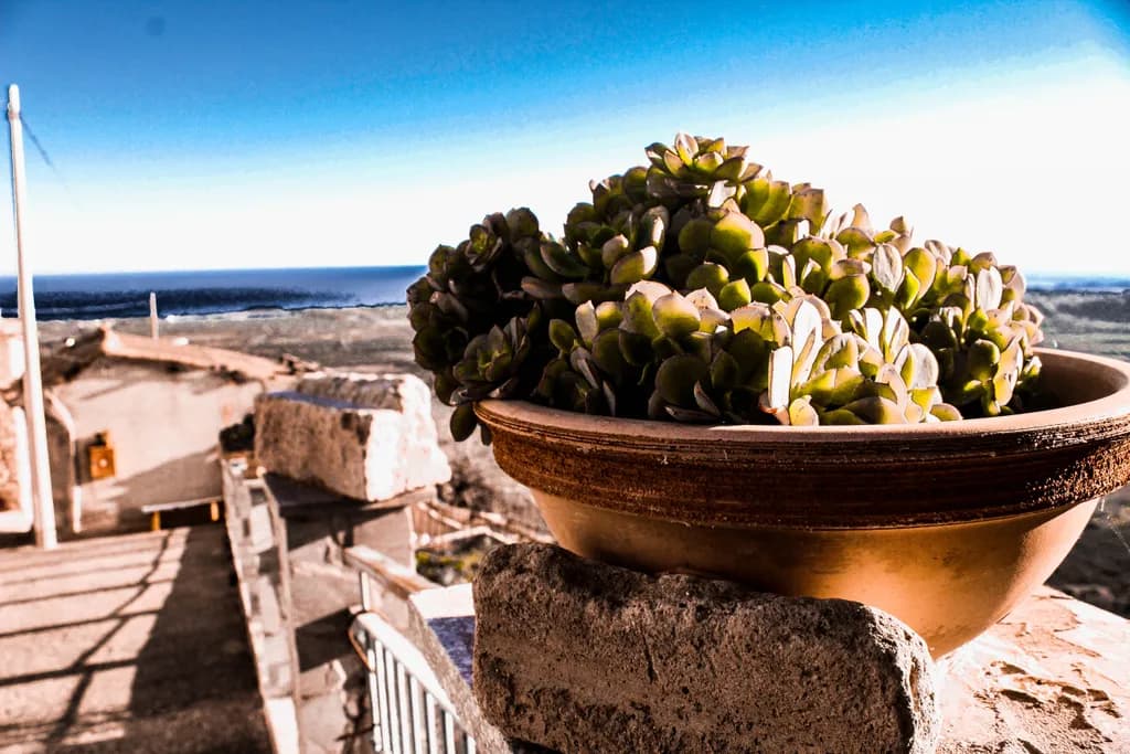 Terracotta Succulents
