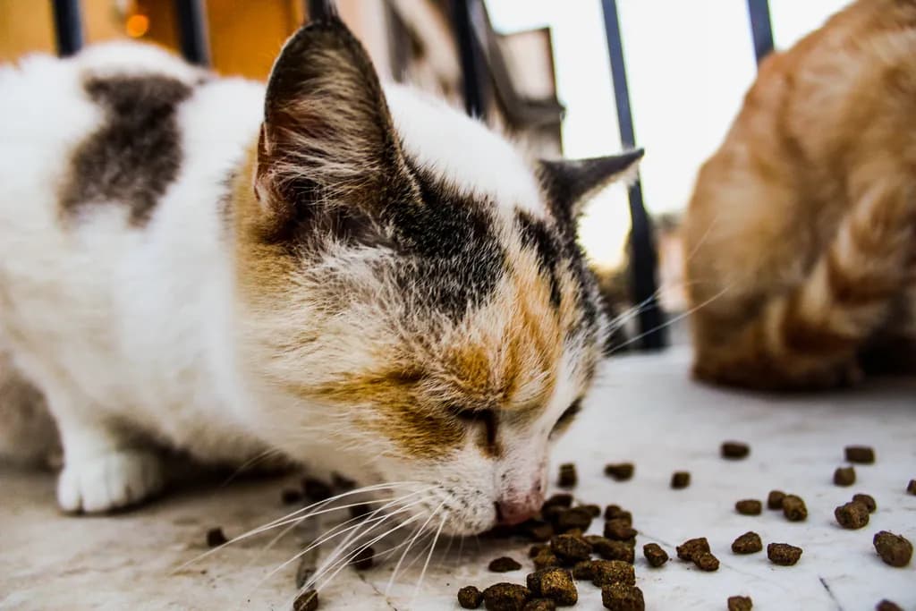 Kibble Focus