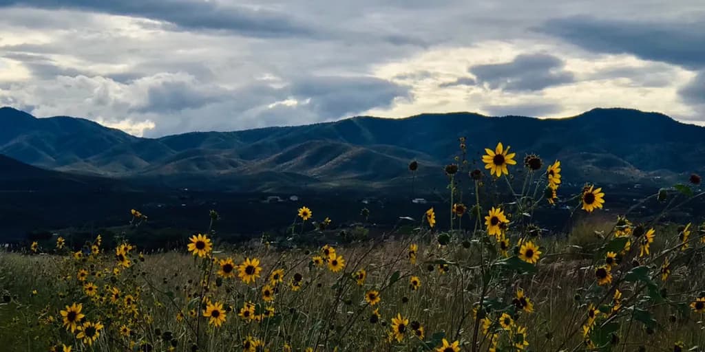 Whispers of Resilience: Sunflowers Against the Stormy Sky