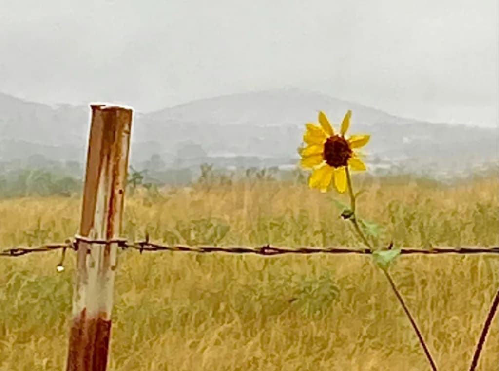 Resilience in Bloom: A Sunflower's Stand Against the Storm