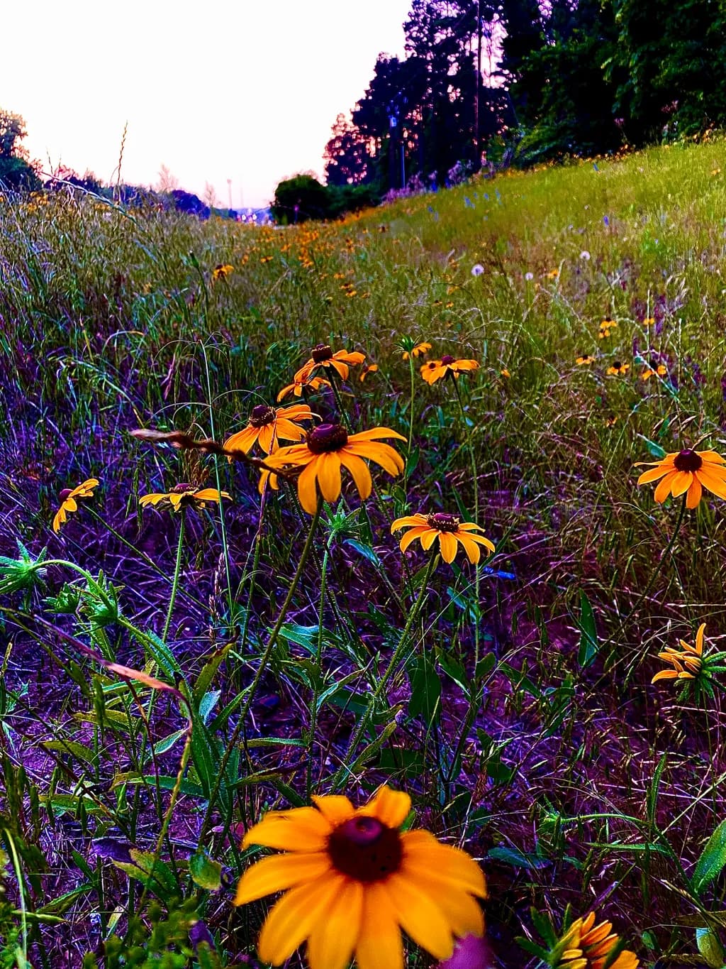 Whispers of Resilience: A Journey Through Fields of Hope
