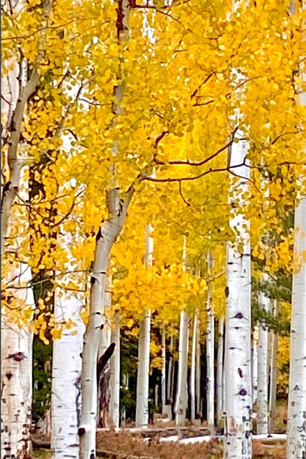Whispers of Autumn: Embracing Nature's Golden Embrace in the Forest