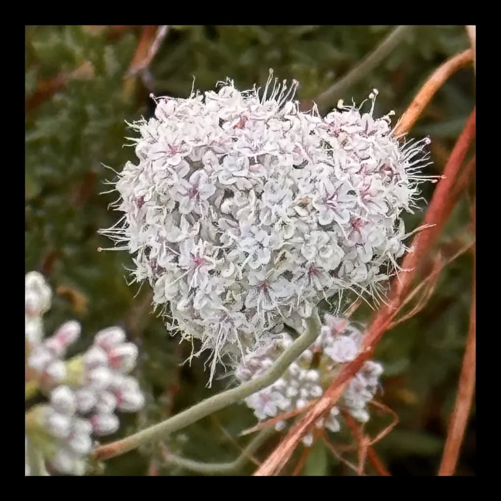 Heartfelt Bloom