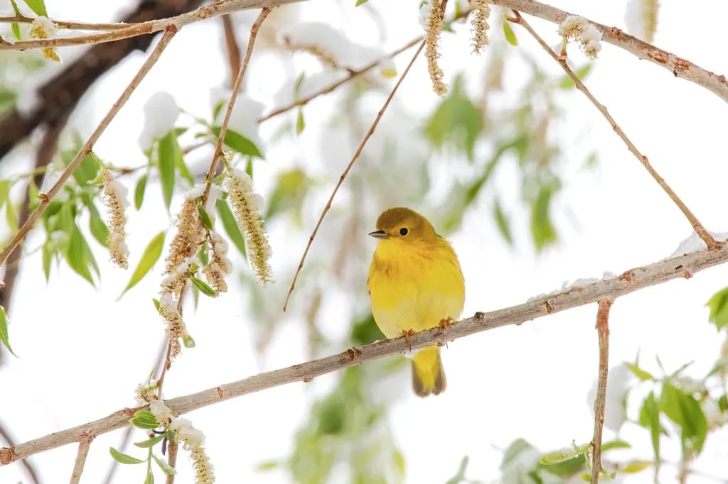 Golden Winter Melody: A Yellow Bird on a Snowy Branch