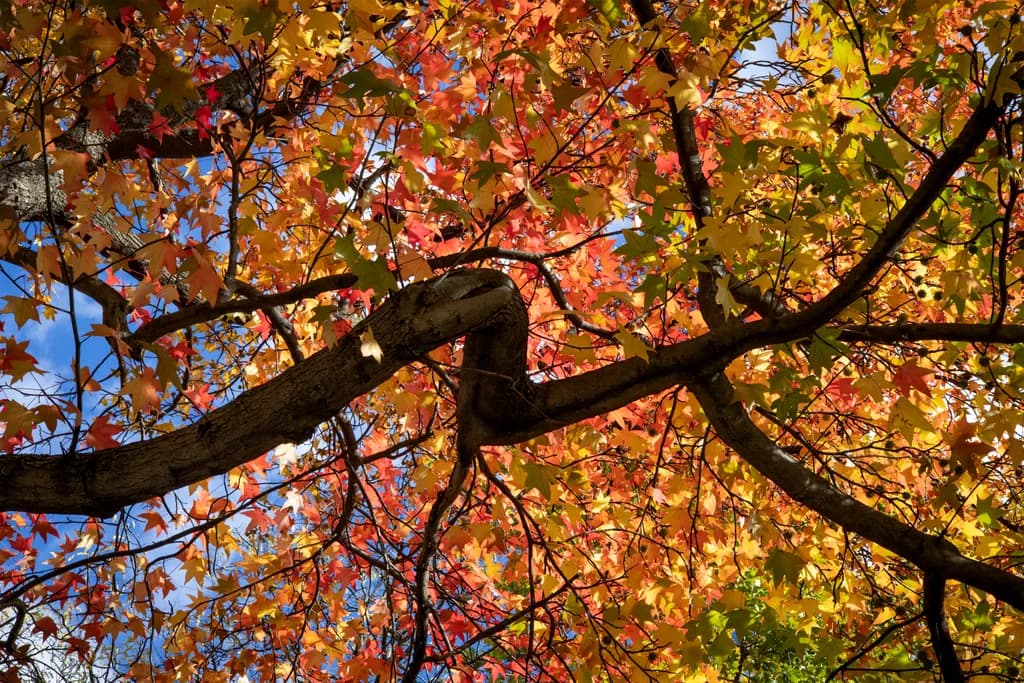 Autumn Leaves