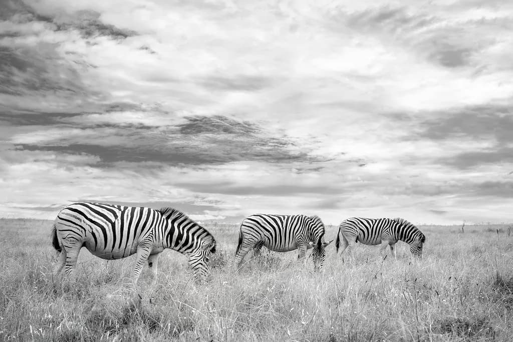 Whispers of the Wild: A Monochrome Serenade of Grazing Zebras in Nature's Embrace