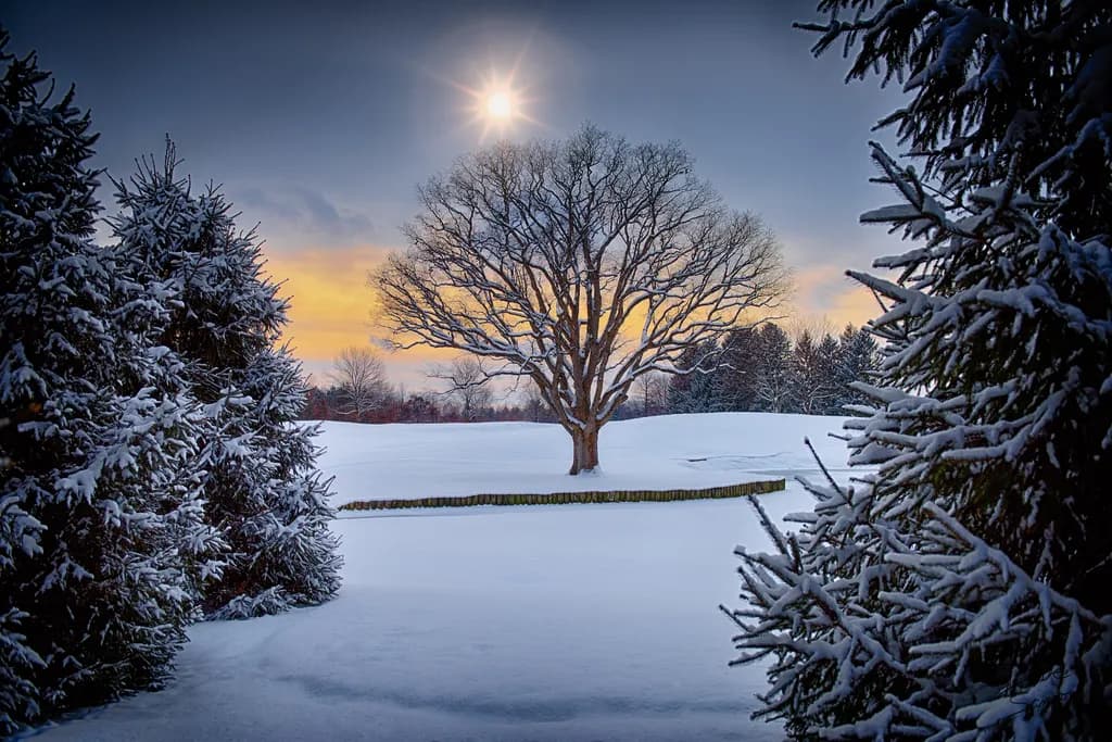 Majestic Winter Tree