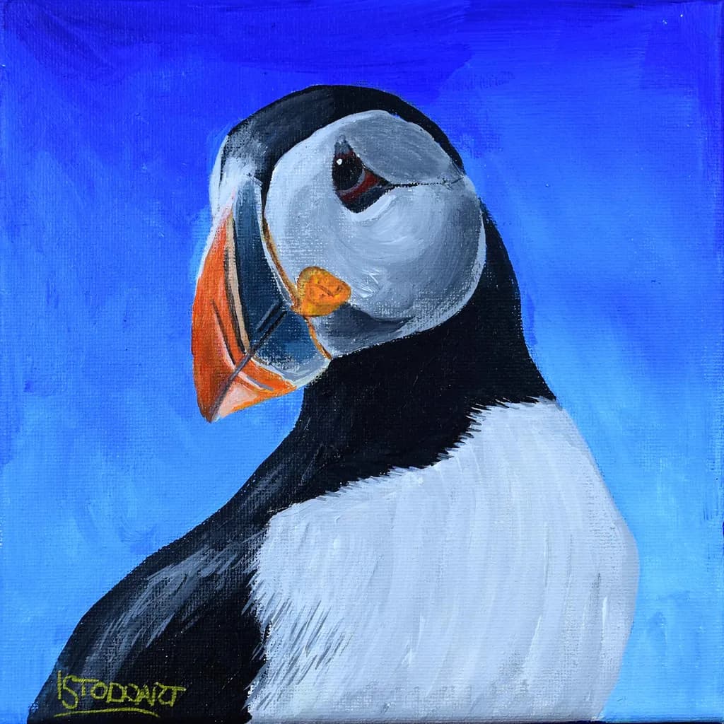 Puffin Portrait