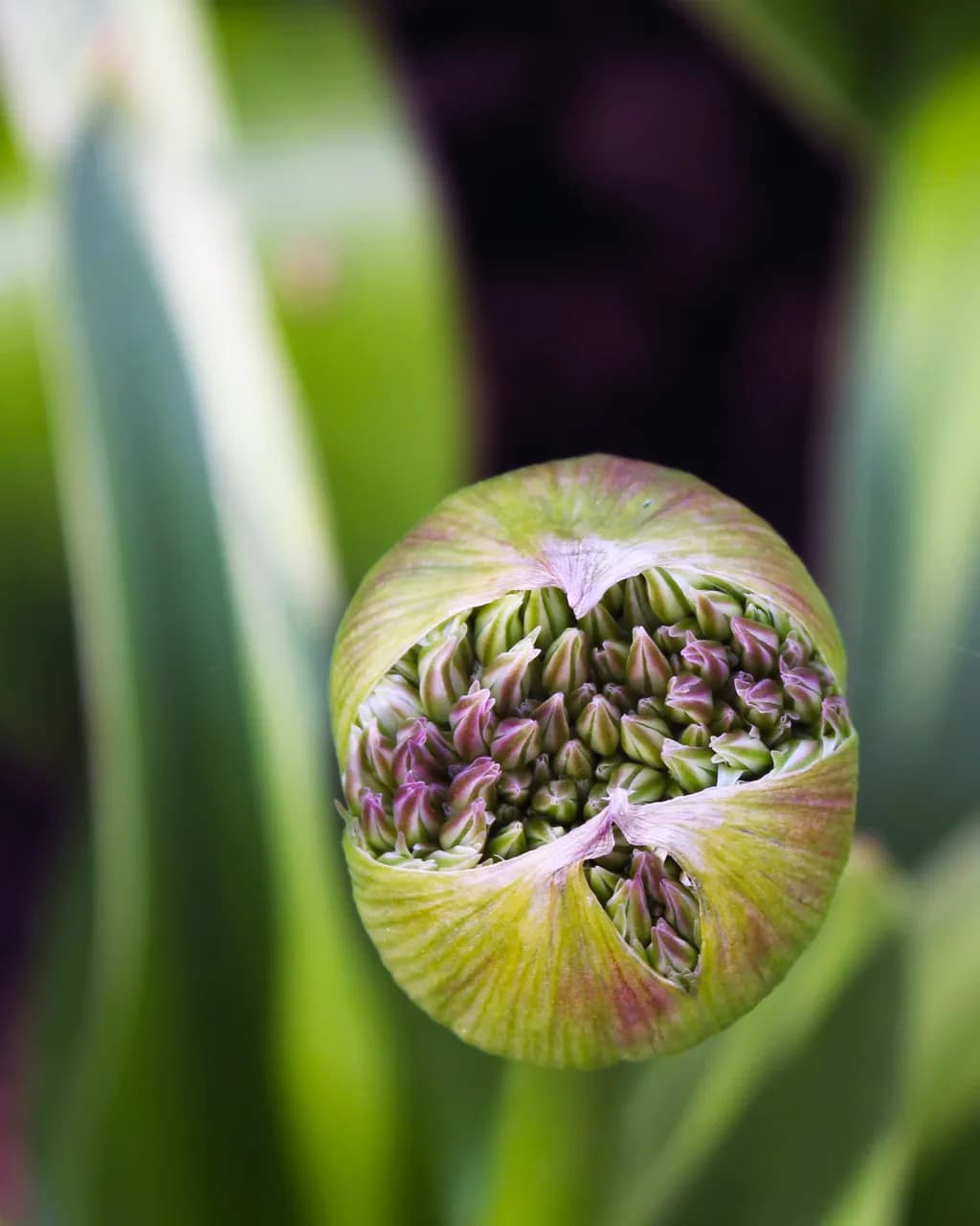 Baby Flowers Unfolding