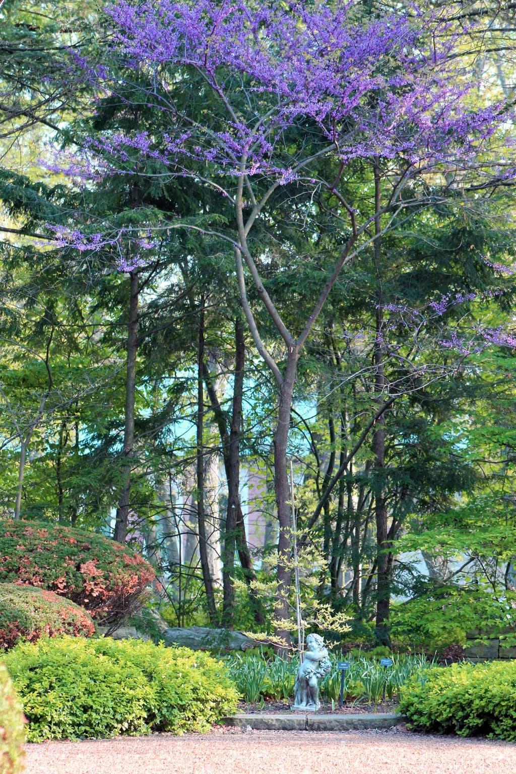 The Path in Bloom