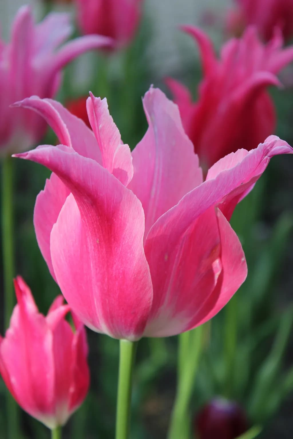 Tulip in Focus