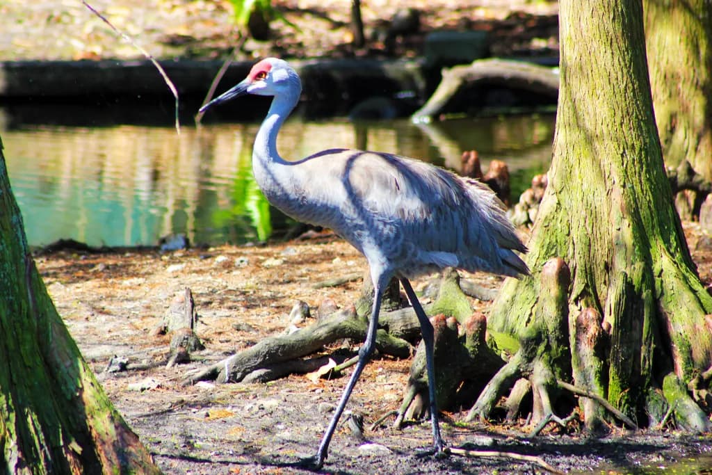 Sandhill Stroll