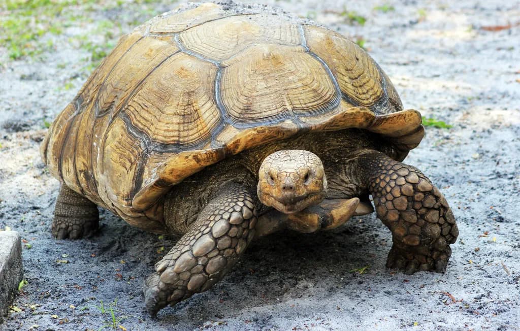 Turtle Smile