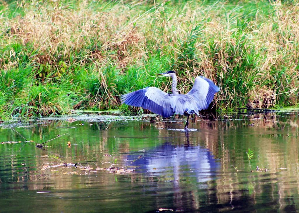 Heron in Motion