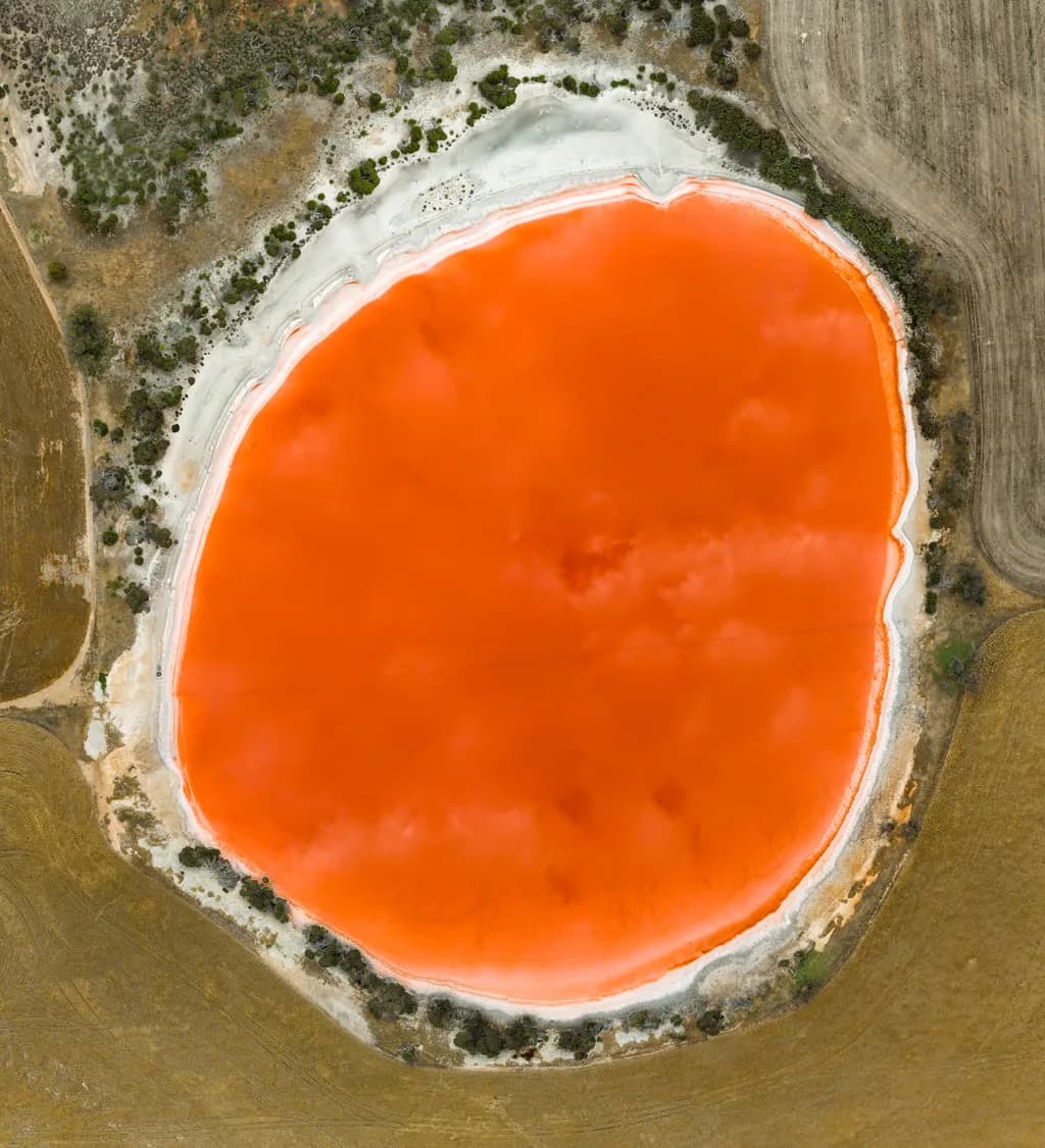 Orange oasis