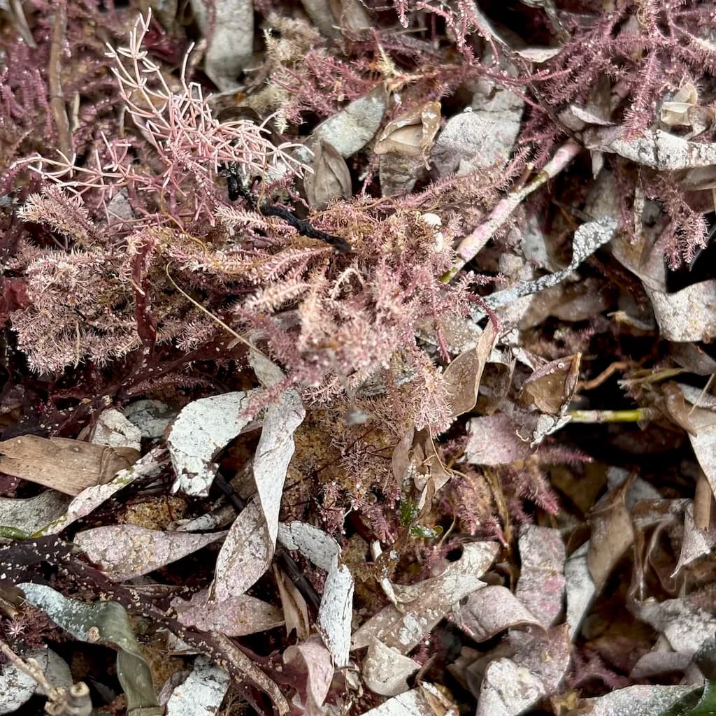 Petal Pink Seaweed
