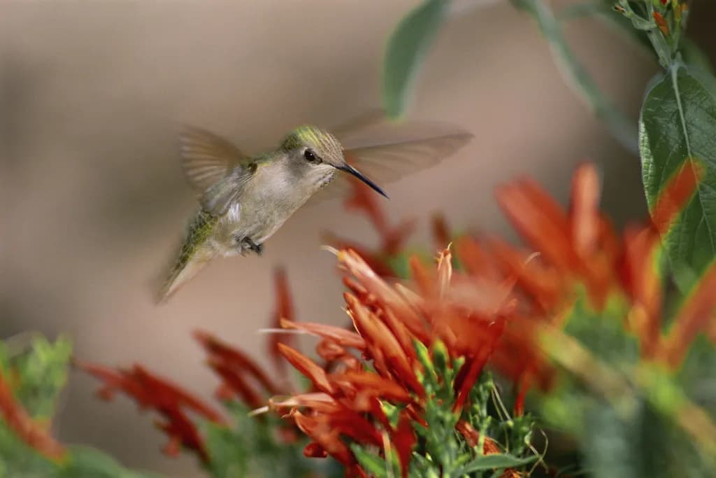 Hummingbird Hover