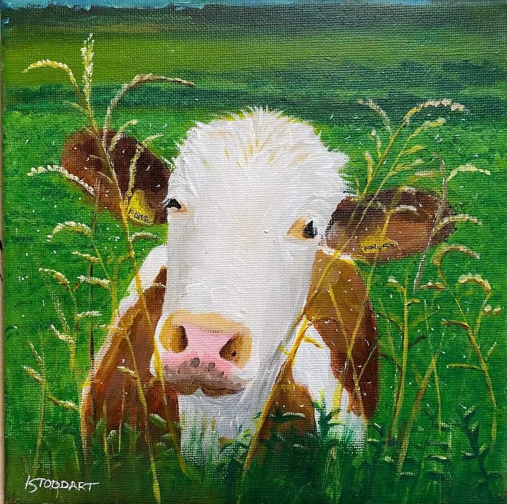 Meadow Gaze