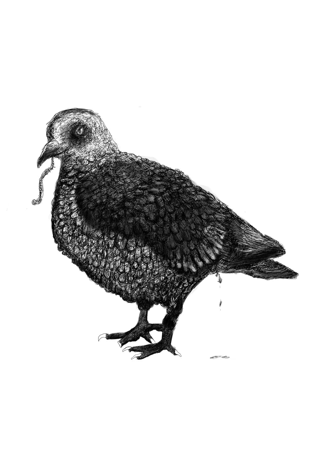 Pigeon with Worm