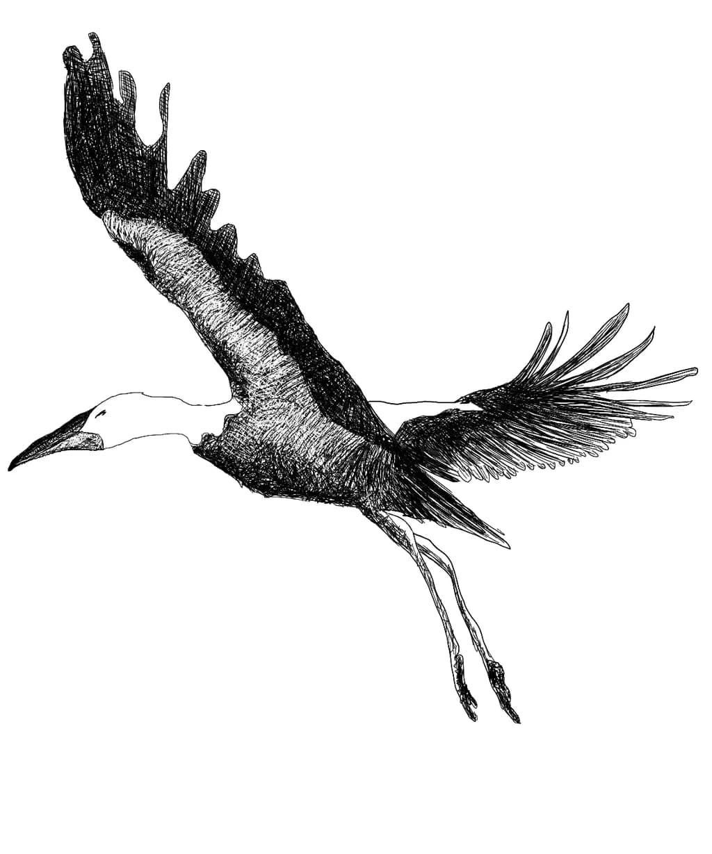 Soaring Elegance