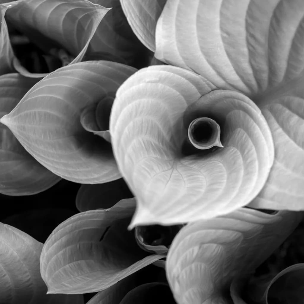 Whispers of Nature: A Monochrome Dance of Leafy Elegance