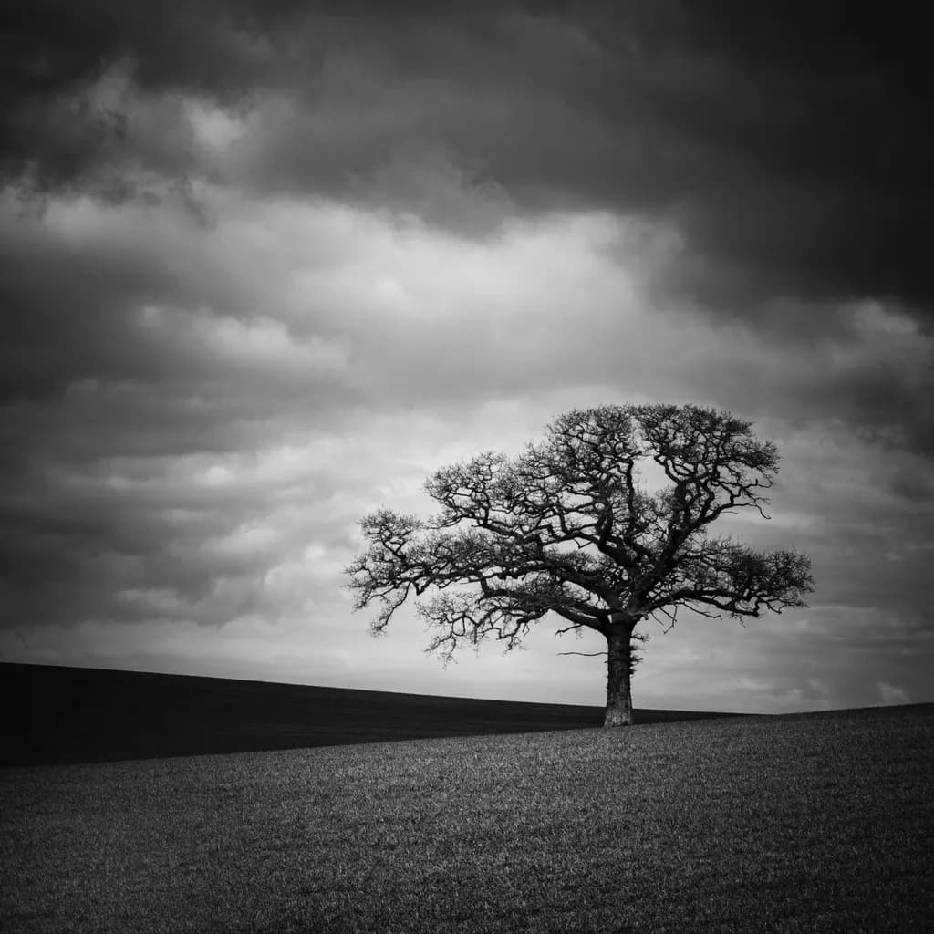 Whispers of Solitude: A Black and White Tree Against the Stormy Sky