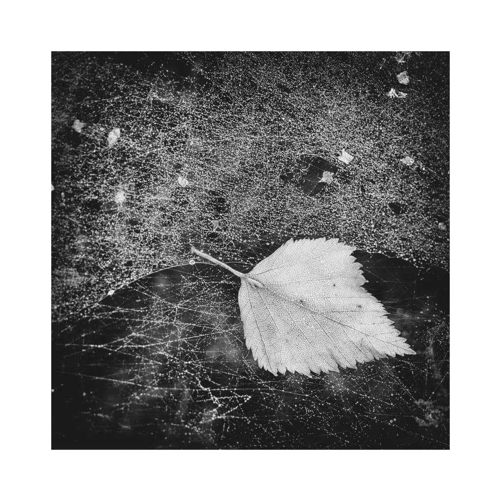 Whispers of Nature: A Leaf's Journey Through Time and Texture