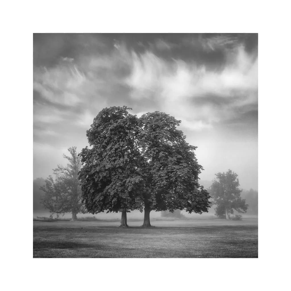 Whispers of Mist: A Serene Monochrome Landscape with Majestic Trees