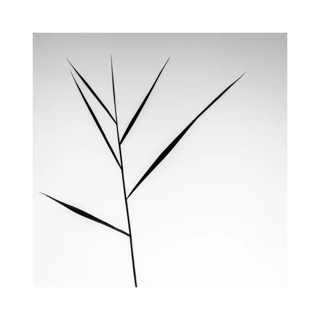 Whispers of Nature: A Minimalist Black and White Abstract Exploration of Lines