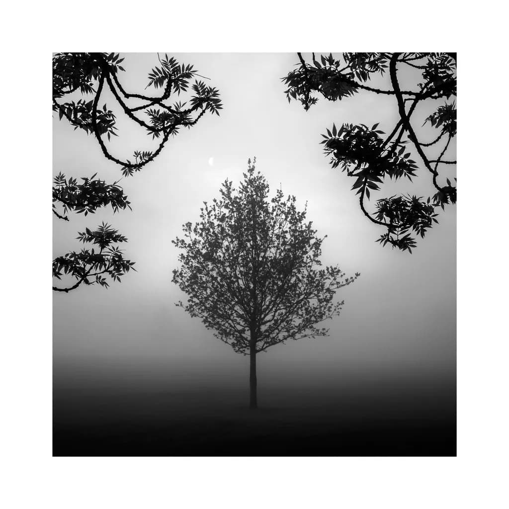 Whispers of the Fog: A Serene Monochrome Landscape with a Solitary Tree