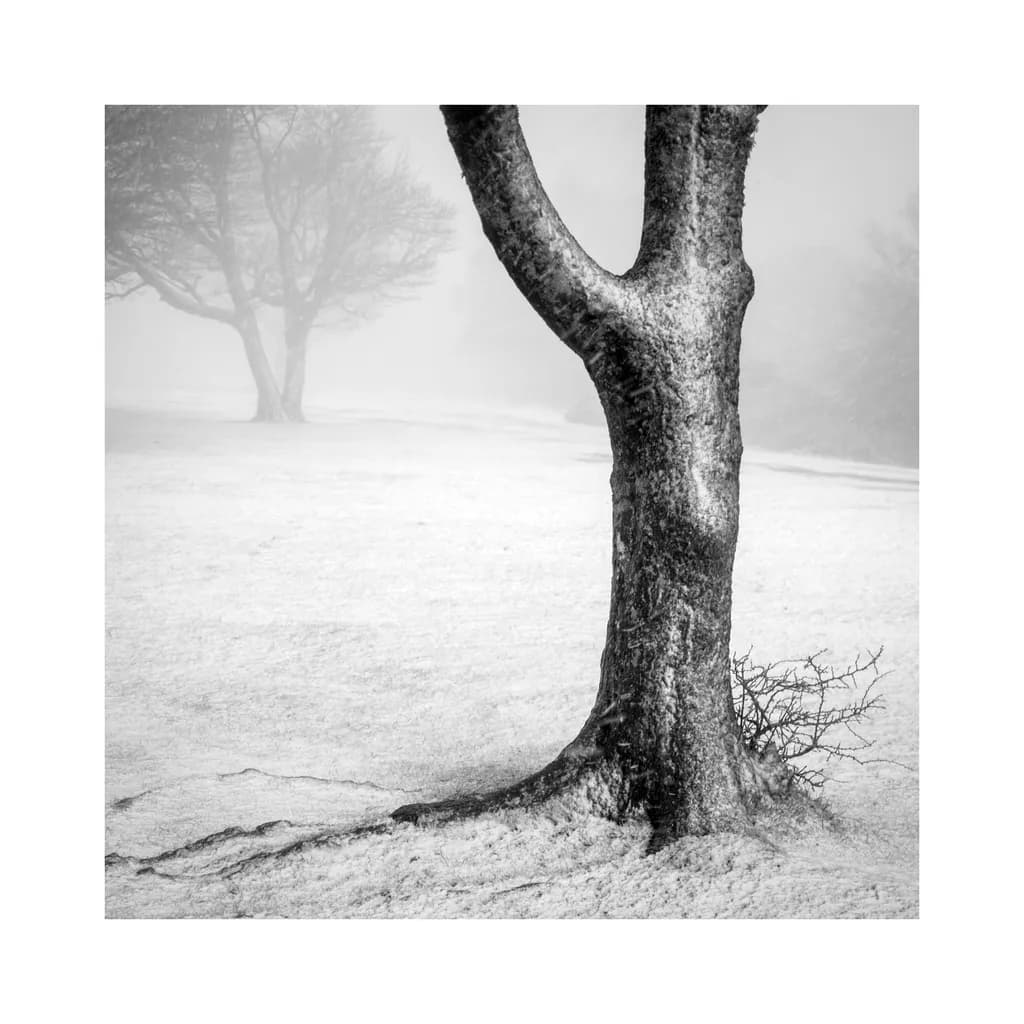 Whispers of Winter: A Solitary Tree in the Mist