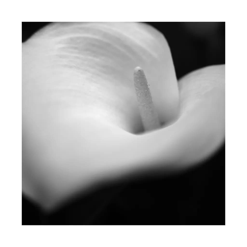 Calla Grace