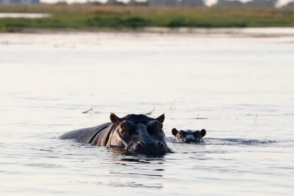 Gentle Giants: A Serene Encounter with Hippos in Their Aquatic Habitat