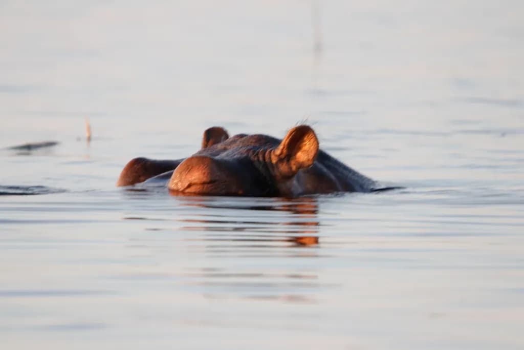 Serene Hippo: A Tranquil Moment in Water