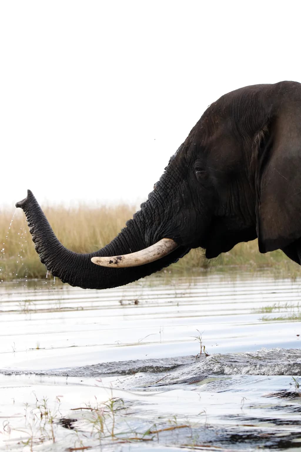 Majestic Elephant Splashing Water in Tranquil Waterscape