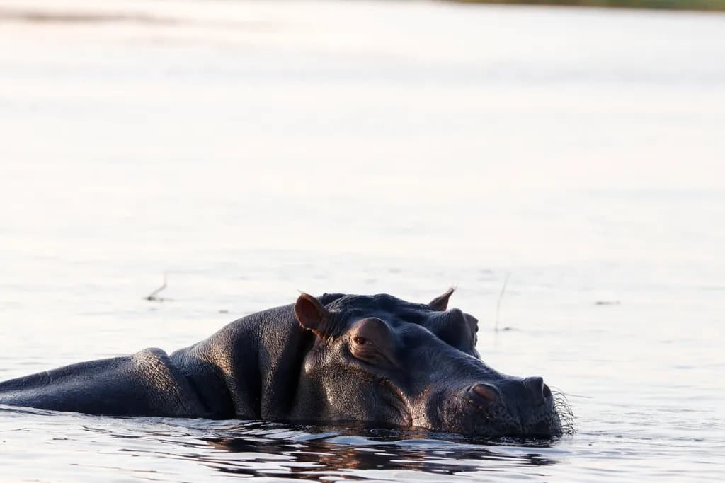 Serene Majesty: A Hippo's Tranquil Moment in Still Waters