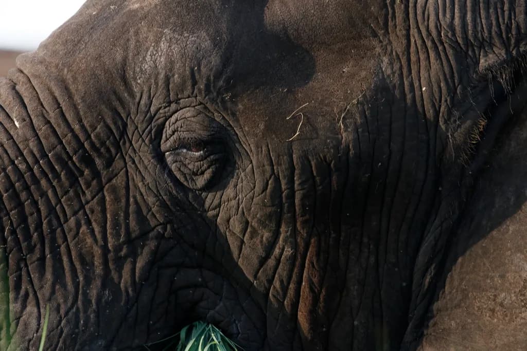 Majestic Gaze: A Close-Up Encounter with Nature's Gentle Giant