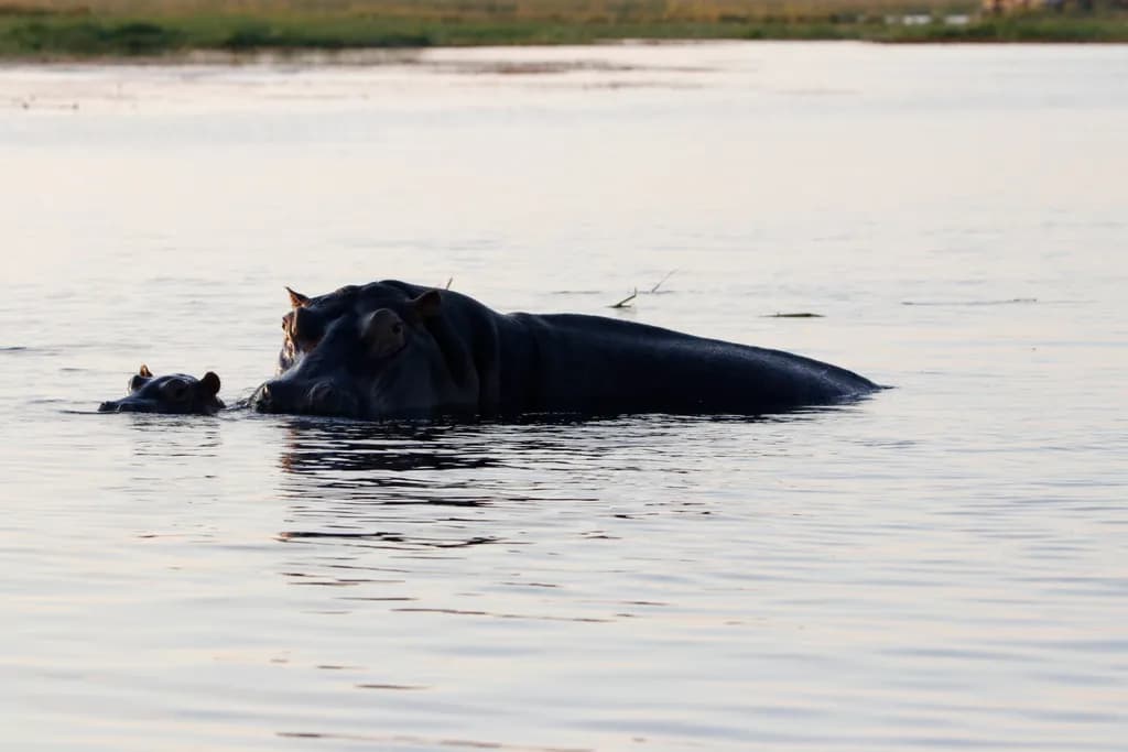 Serene Swimmers: A Hippo's Embrace in Tranquil Waters