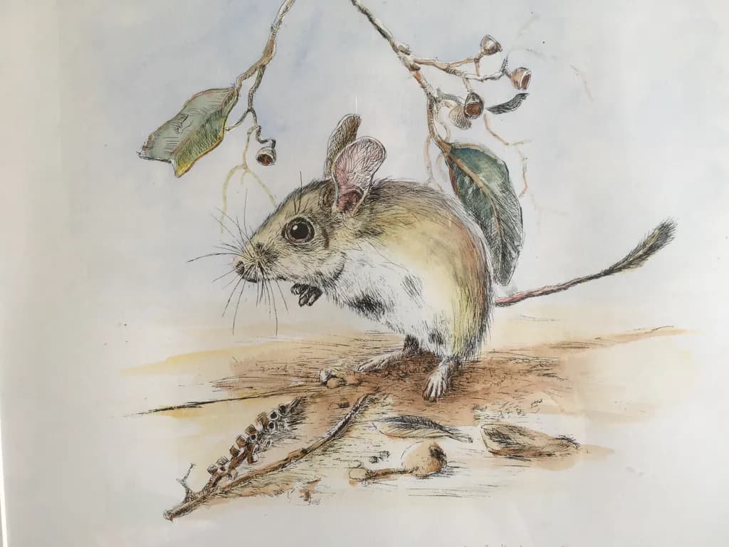 Quiet Forage