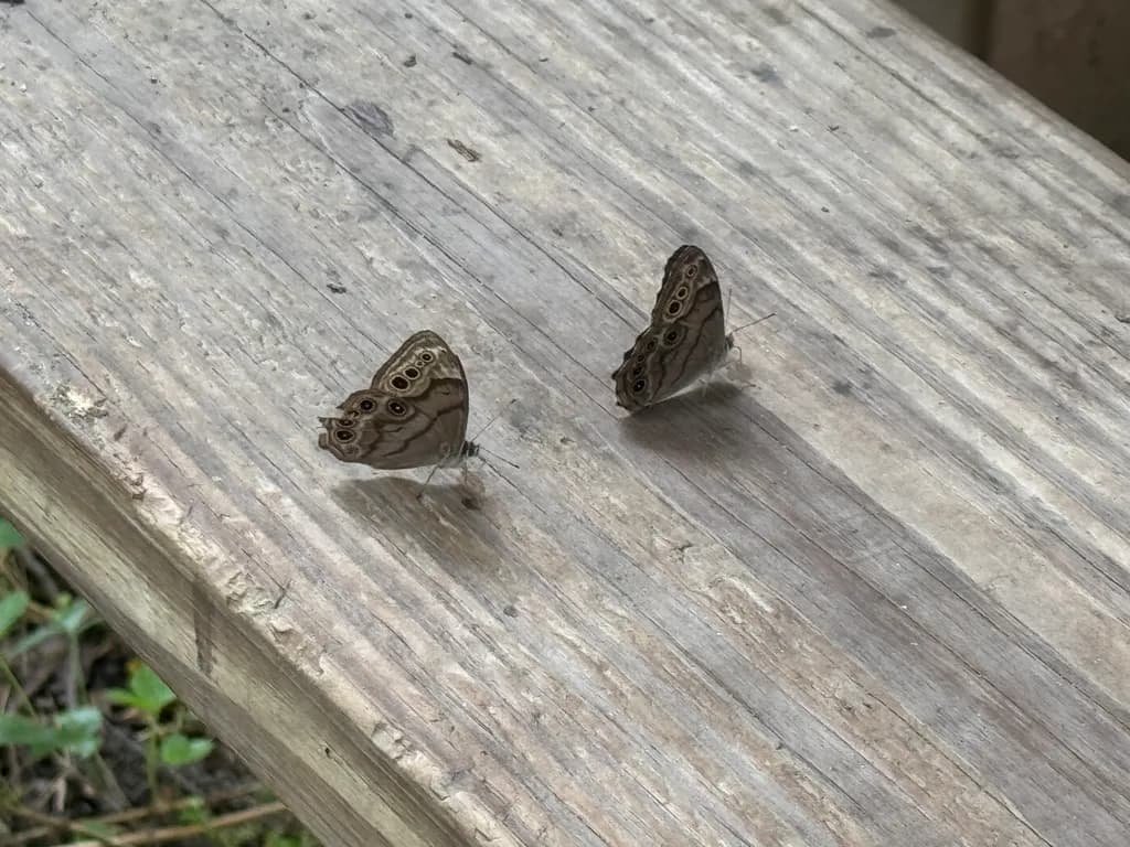 Twin Shadows