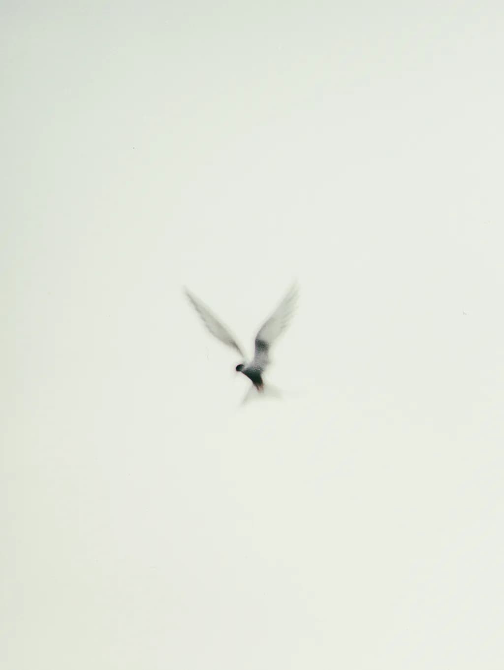 Tern Orkney