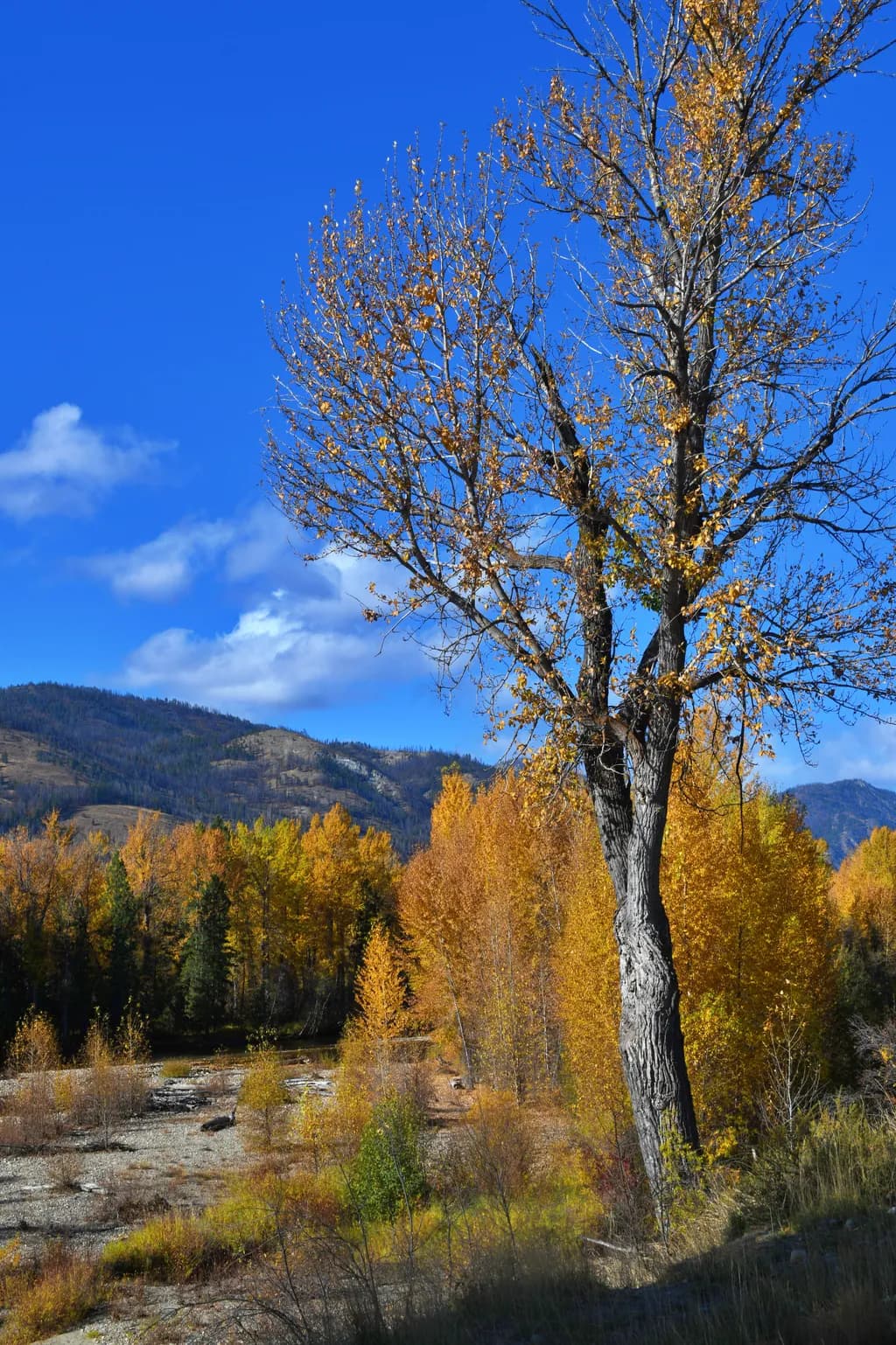 Autumn Sentinel
